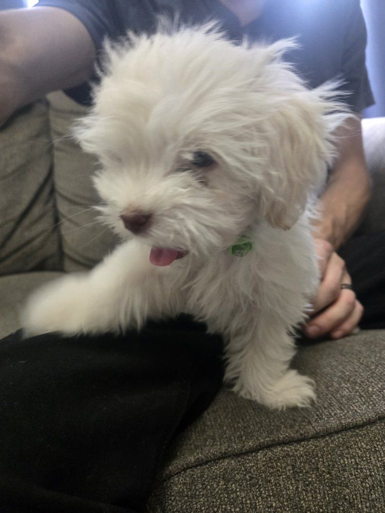 shih tzu puppy