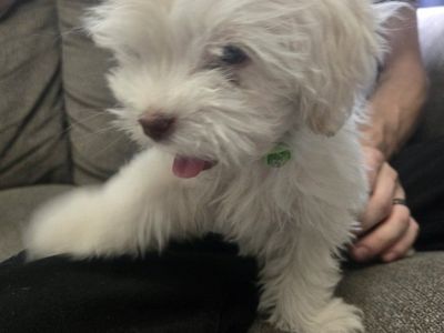 shih tzu puppy