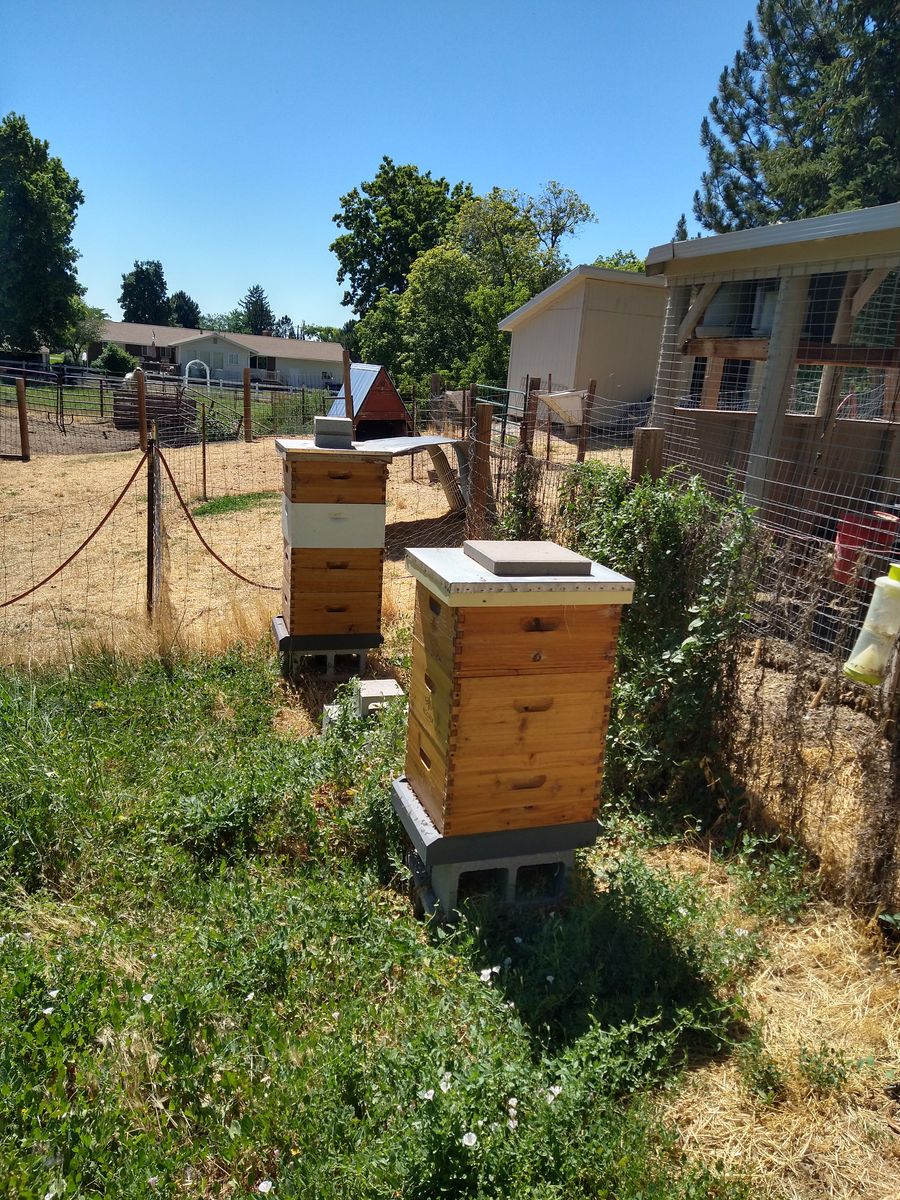 Used Beekeeping Supplies - 1 Active Hive, 1 absconded, Frames, Supers, Fume board, Suits, & More - Ready for Your Apiary