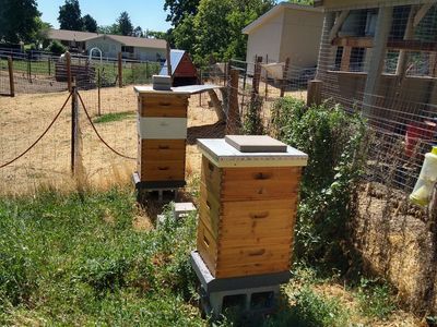 Used Beekeeping Supplies - 1 Active Hive, 1 absconded, Frames, Supers, Fume board, Suits, & More - Ready for Your Apiary