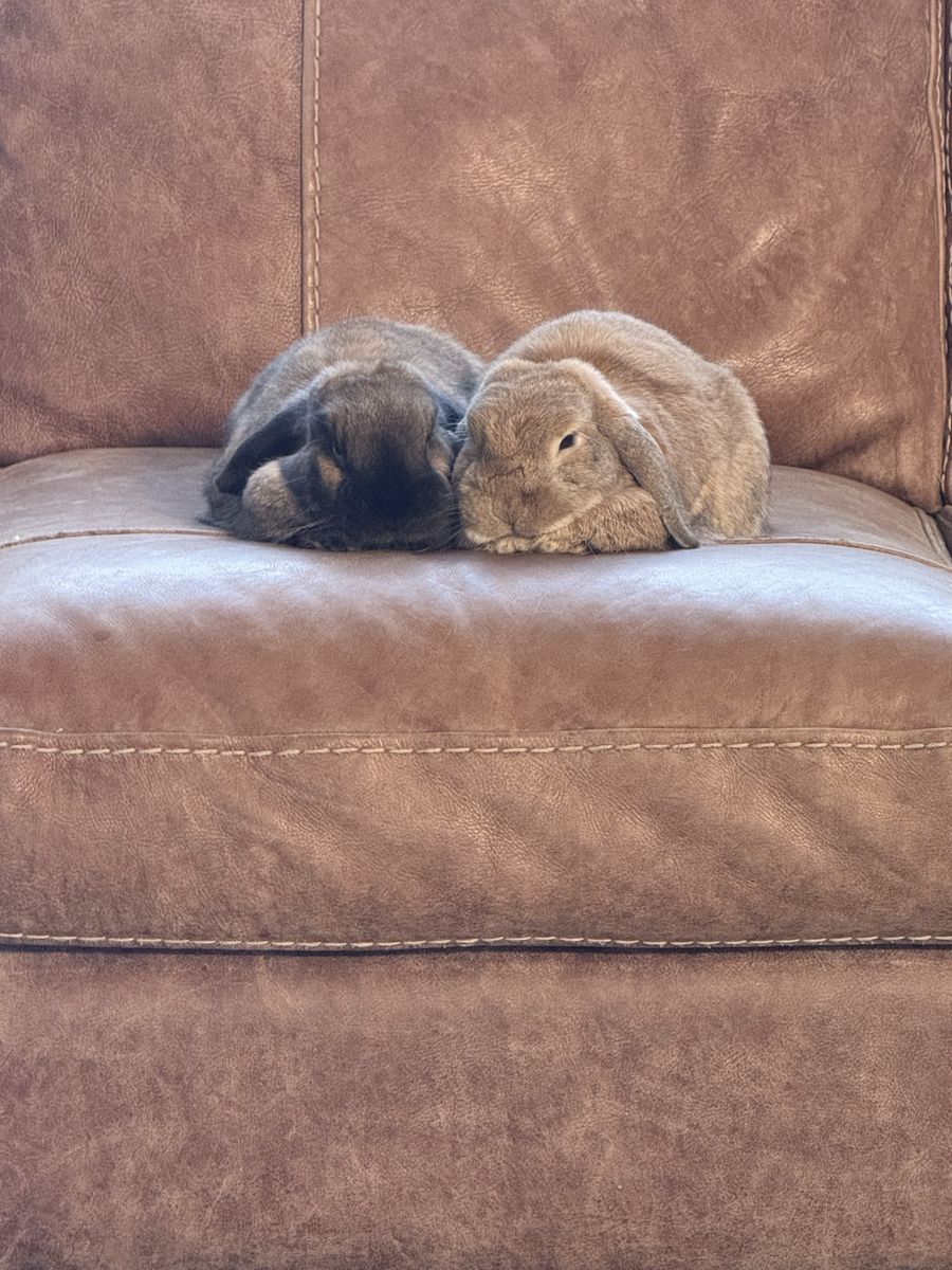 Holland Lop
