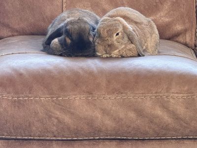 Holland Lop