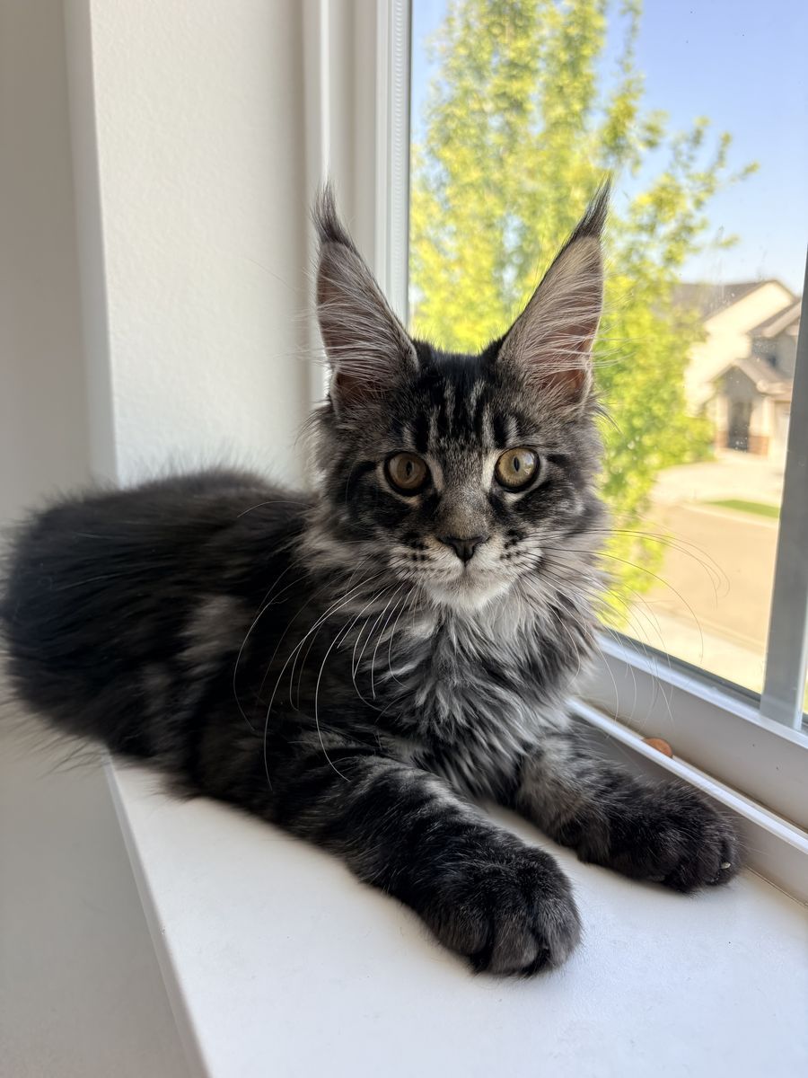TICA Registered Silver Tabby Maine Coon Kitten