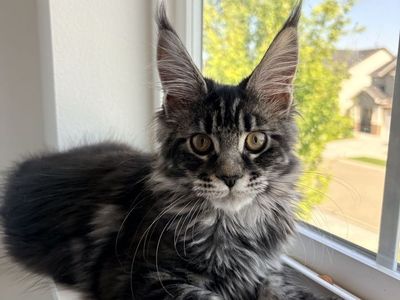 TICA Registered Silver Tabby Maine Coon Kitten
