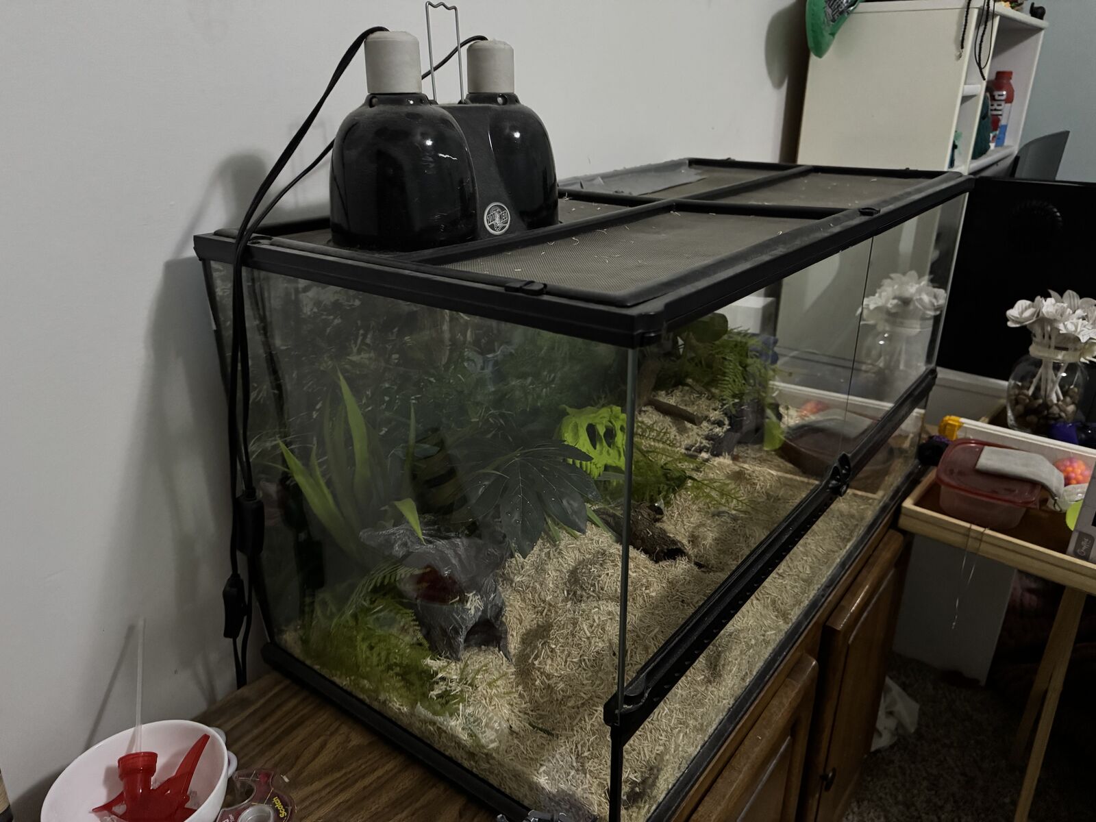 Corn Snake + tank +accessories