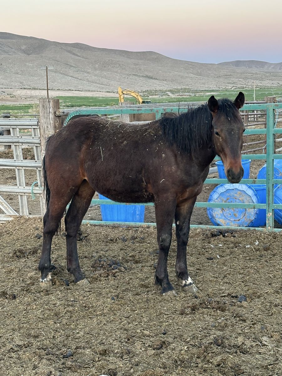 3/8 Draft Yearling Filly