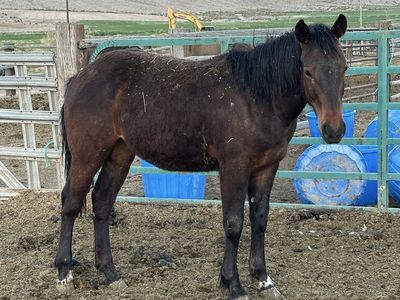 3/8 Draft Yearling Filly