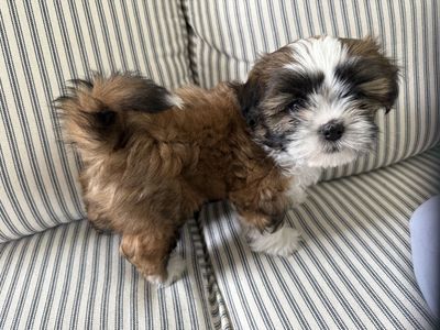 Shih Tzu Puppy Female