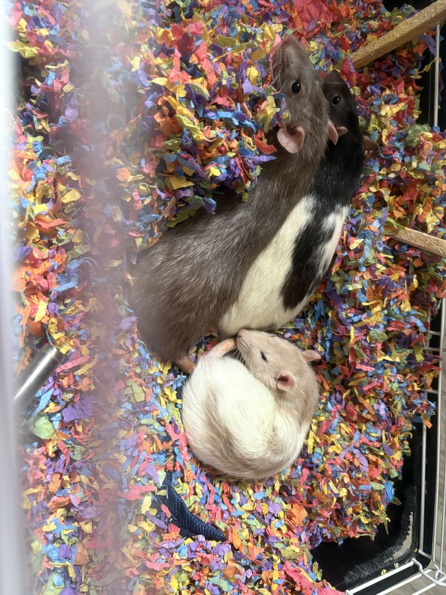 3 female rats