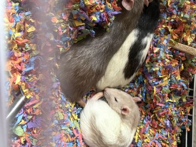3 female rats