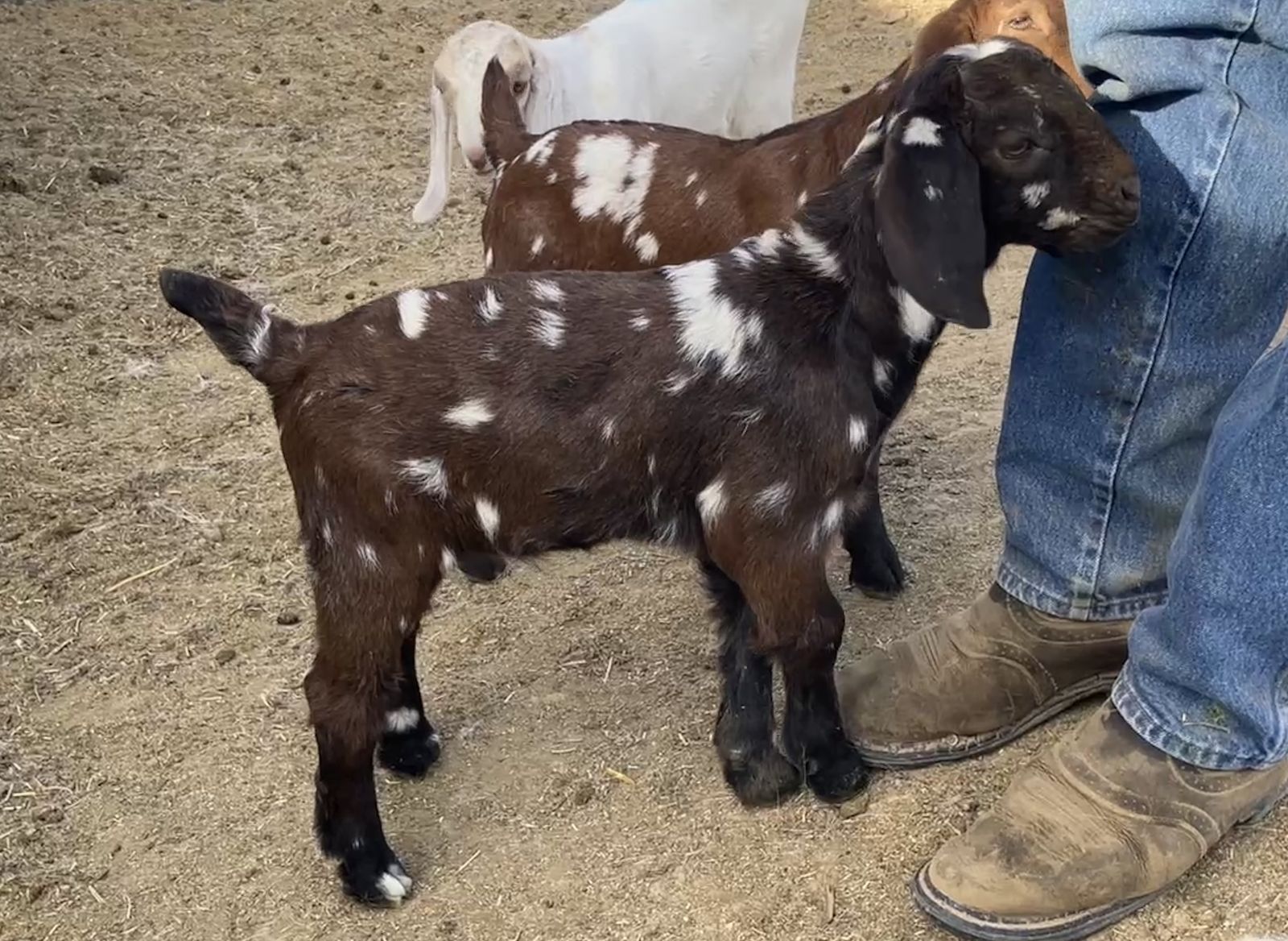 Boer & percentage Boer bottle babies