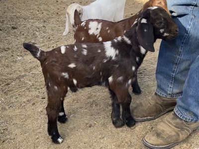 Boer & percentage Boer bottle babies