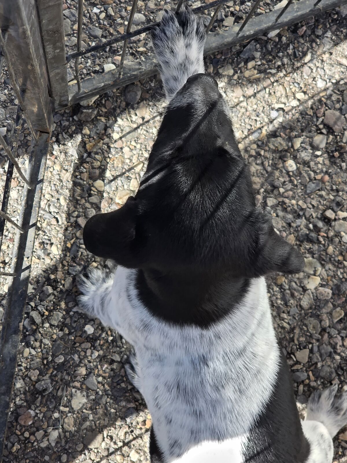 1/2 German Shorthair (Draahtar) 1/4 Jack Russell 1/4 Jag Terrier