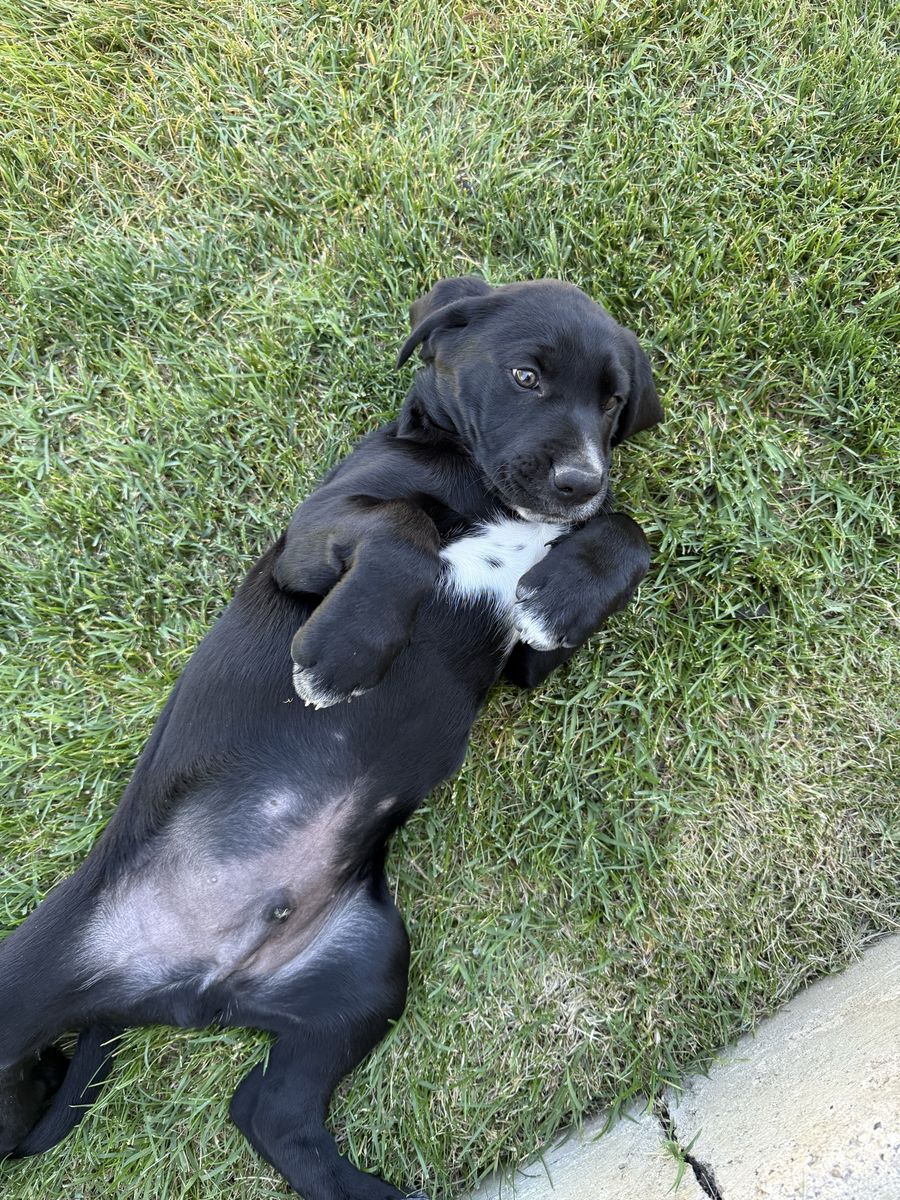 Black lab puppy