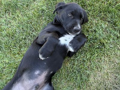 Black lab puppy