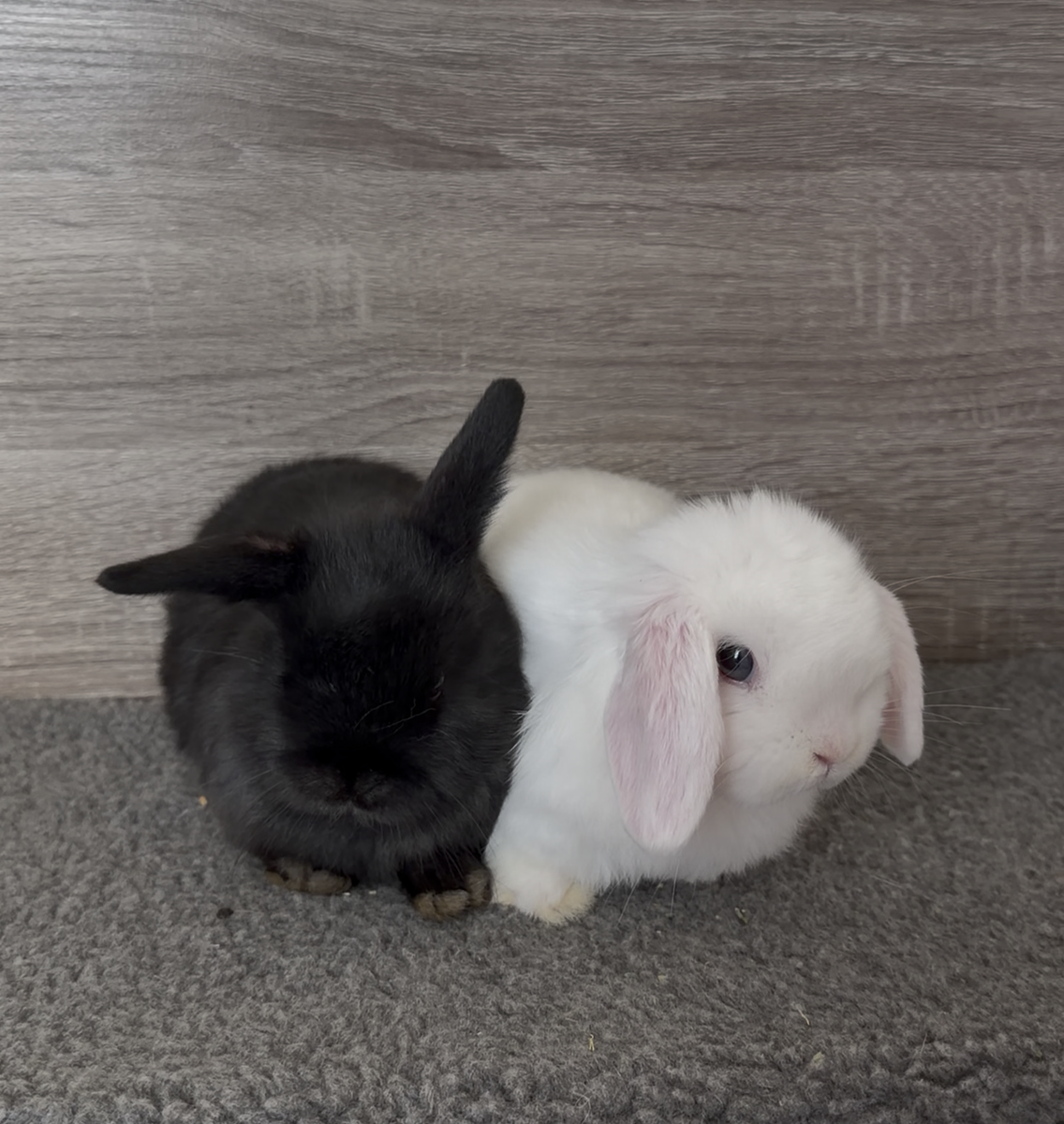 Friendly Holland Lop Bunnies