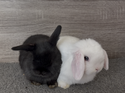 Friendly Holland Lop Bunnies