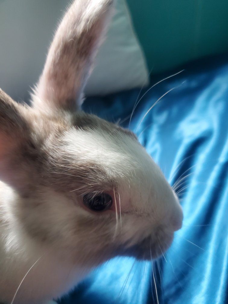 New Zealand Bunny