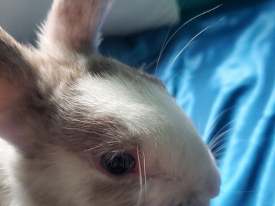 New Zealand Bunny