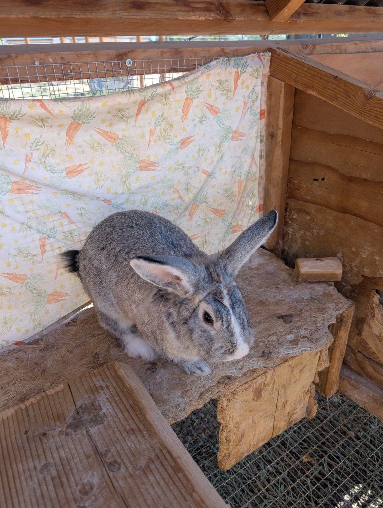 Male pet rabbit for sale