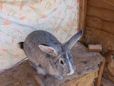 Male pet rabbit for sale