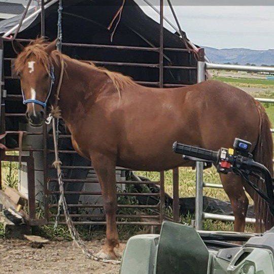 18 month old  grade q horse colt..