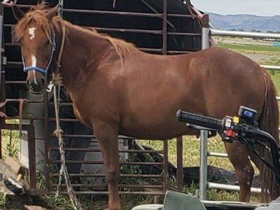 18 month old grade q horse colt..