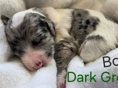 F2 Standard Sheepadoodle Puppies – Ready in 8 Weeks!