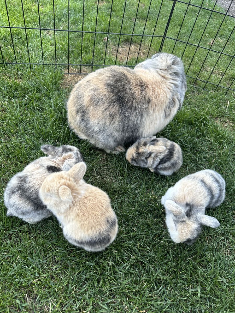 Purebred Holland Lops