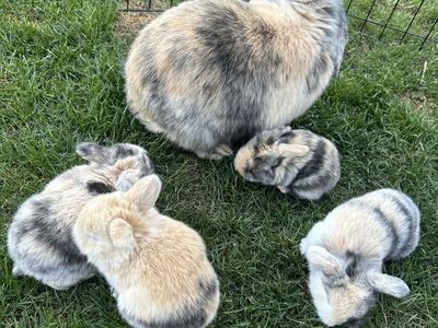 Purebred Holland Lops