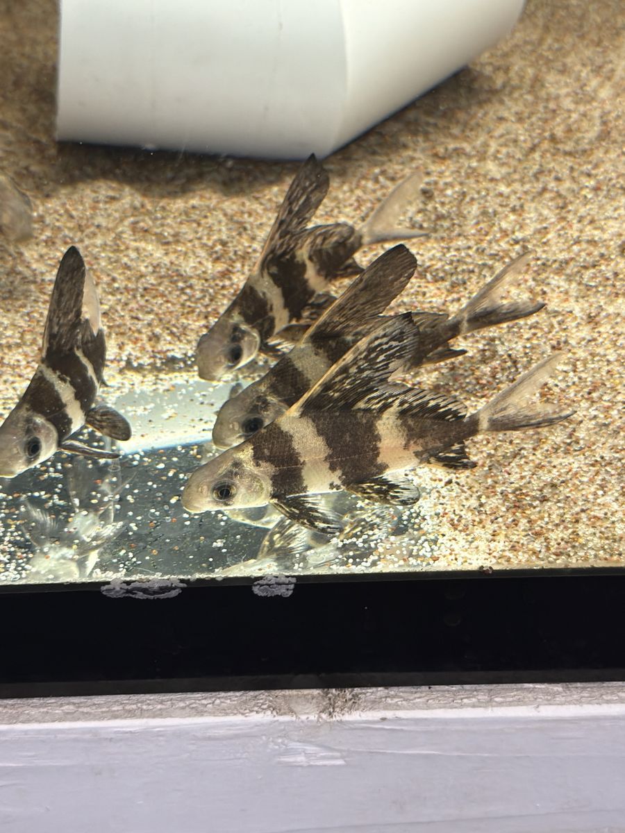 Chinese hifin shark