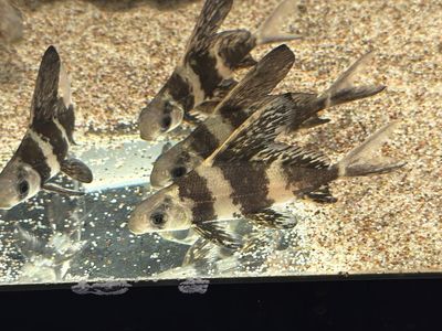 Chinese hifin shark