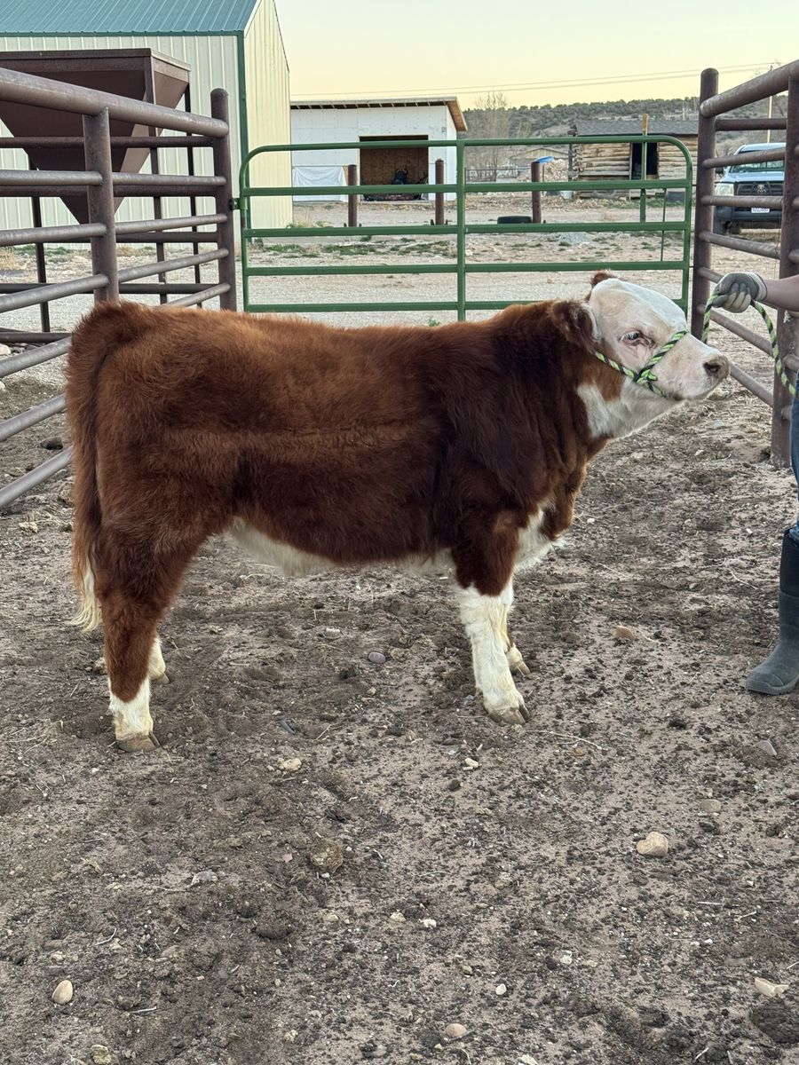 Registered mini Hereford Bull