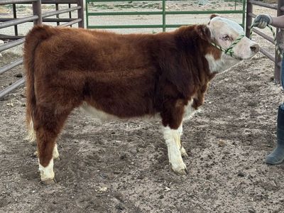 Registered mini Hereford Bull