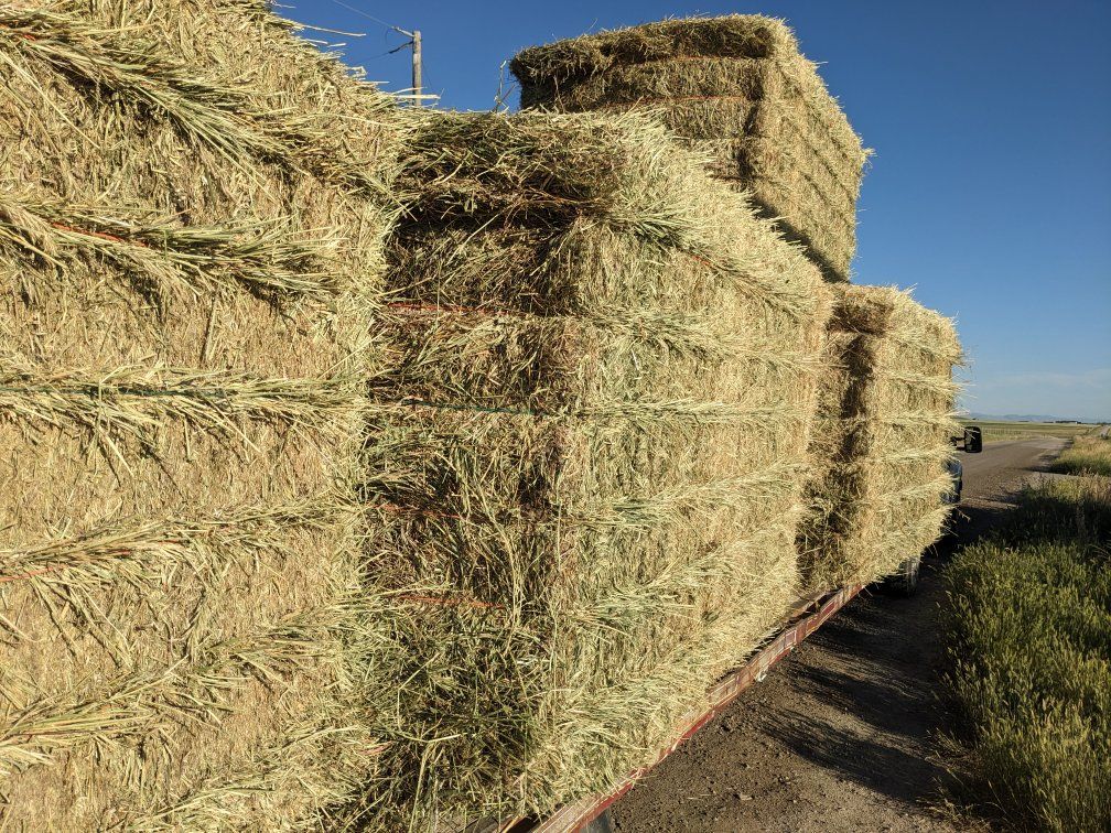 hay for sale
