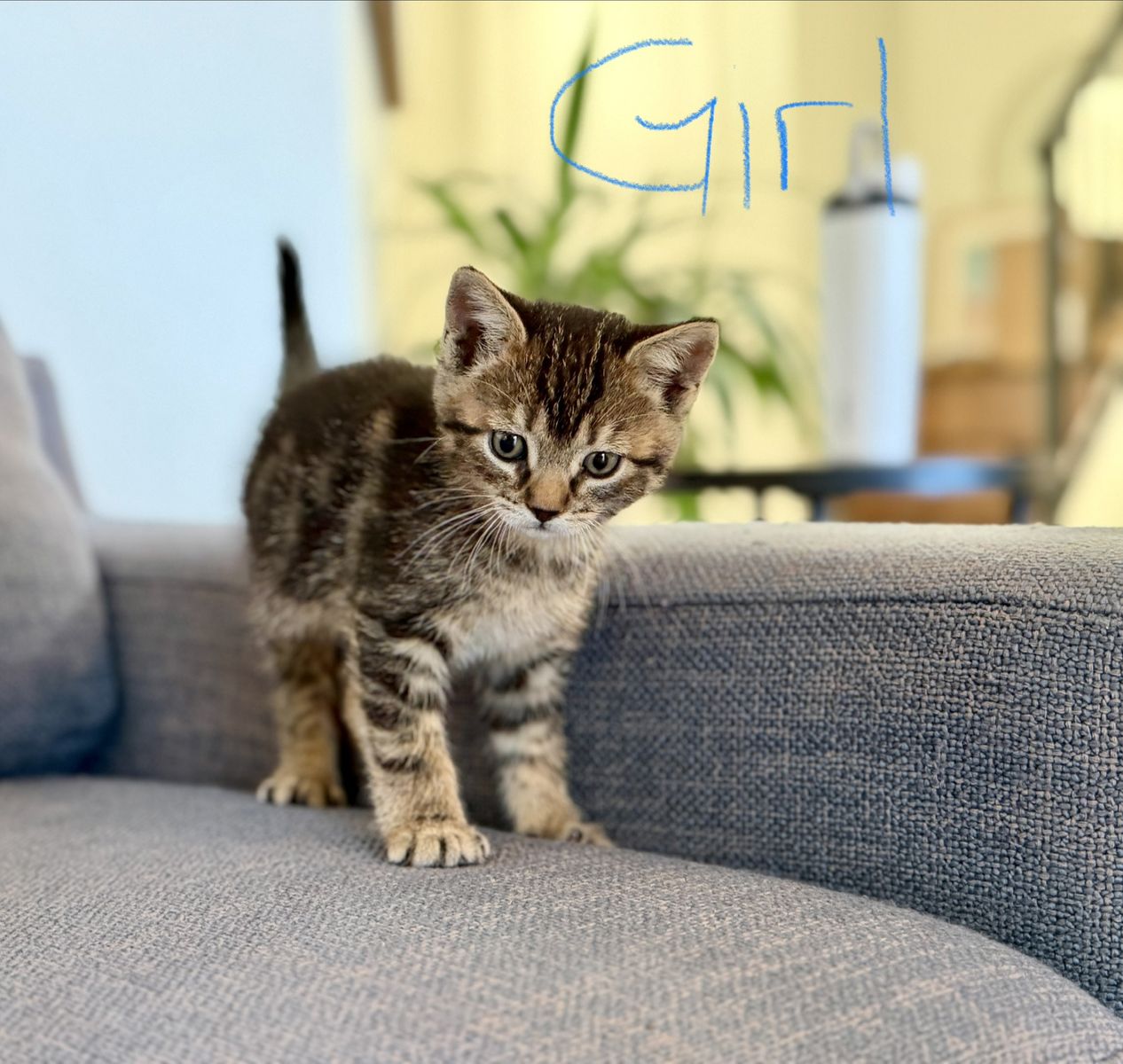 8-Week-Old Kittens (1 Girl, 2 Boys) Litter Trained