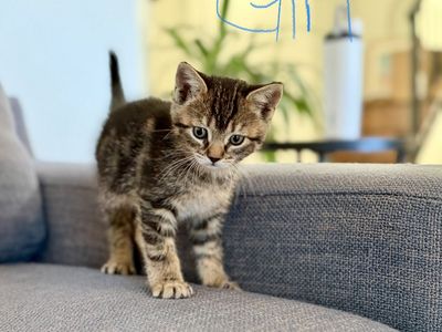 8-Week-Old Kittens (1 Girl, 2 Boys) Litter Trained