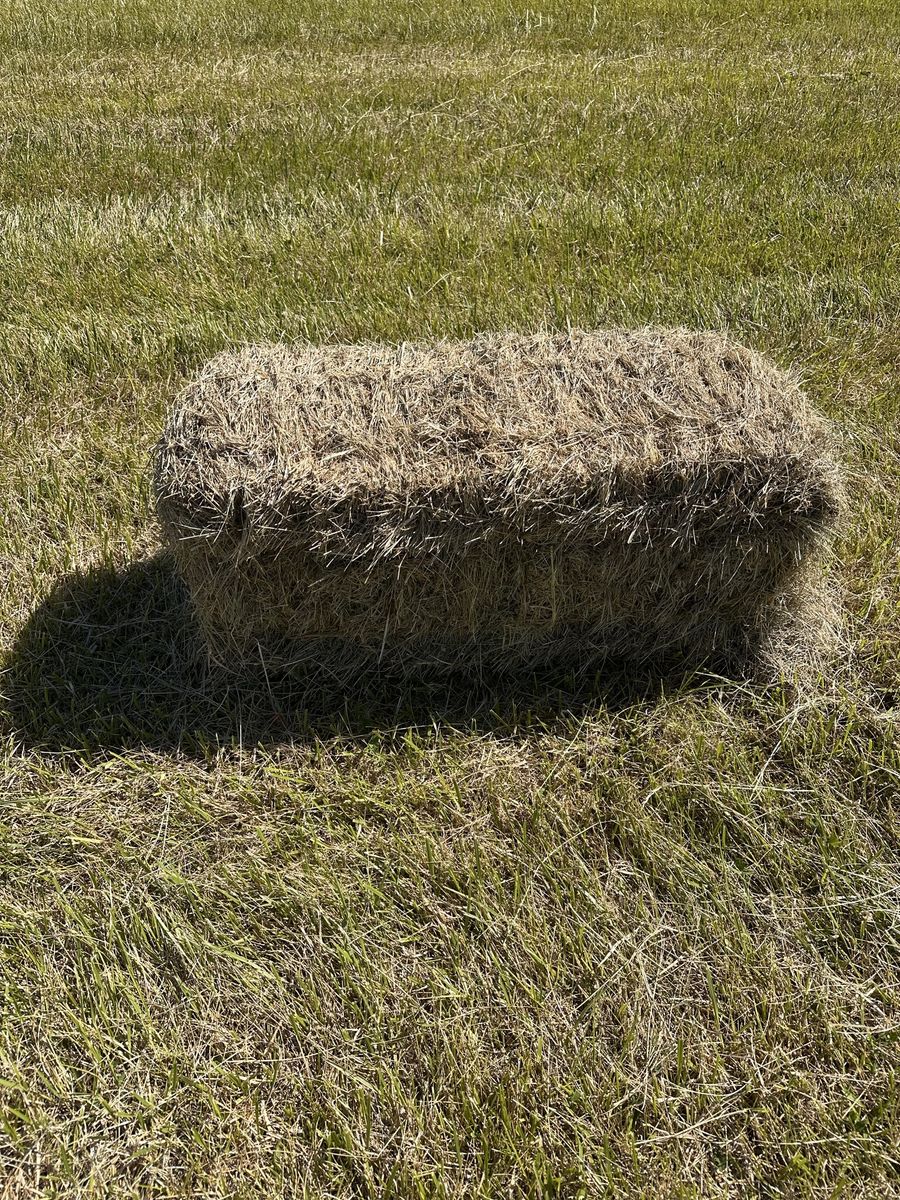 Premium Grass Hay 