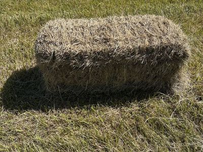 Premium Grass Hay