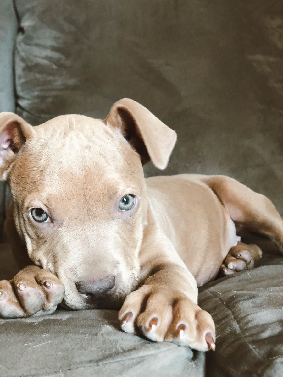 6 year old Rednose pitbull is looking for a new family