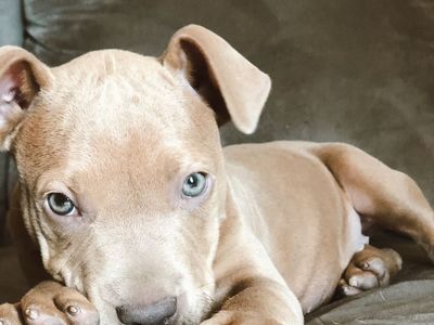 6 year old Rednose pitbull is looking for a new family