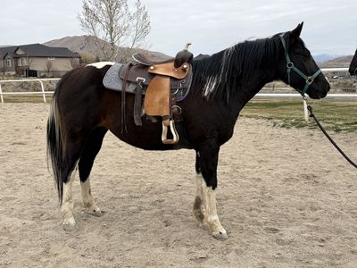 14 year old Paint Gelding