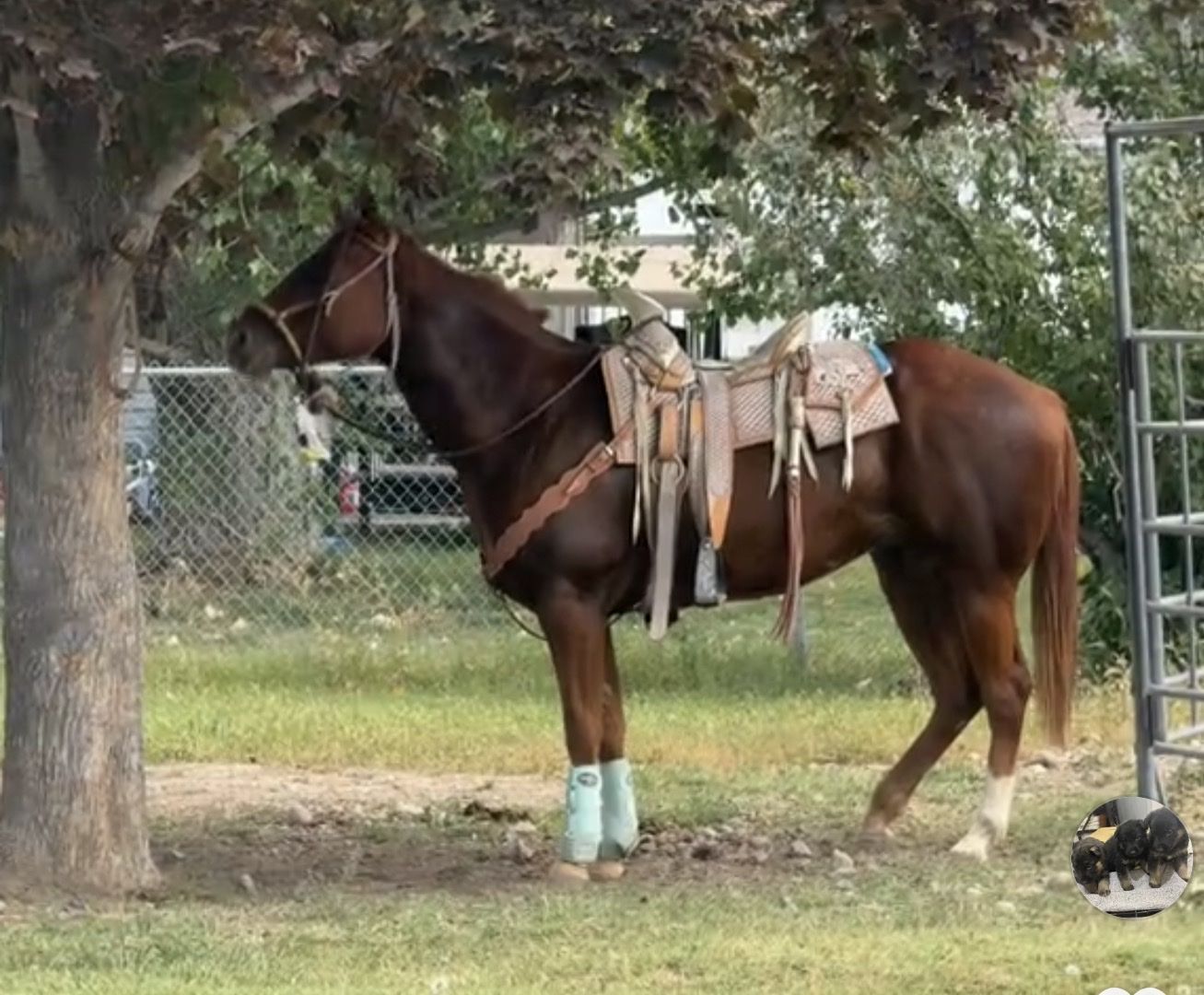 Captain: 4-Year-Old AQHA/APHA Gelding - World Champion Bloodlines, Ready to Finish