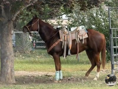Captain: 4-Year-Old AQHA/APHA Gelding - World Champion Bloodlines, Ready to Finish