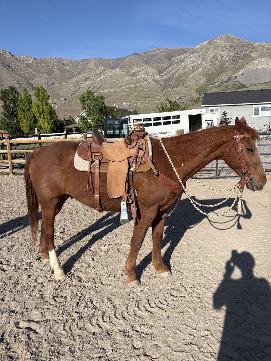 13 year old, Grade QH. $4300.00 obo