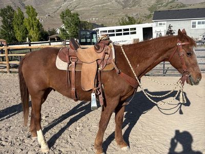 13 year old, Grade QH. $4300.00 obo