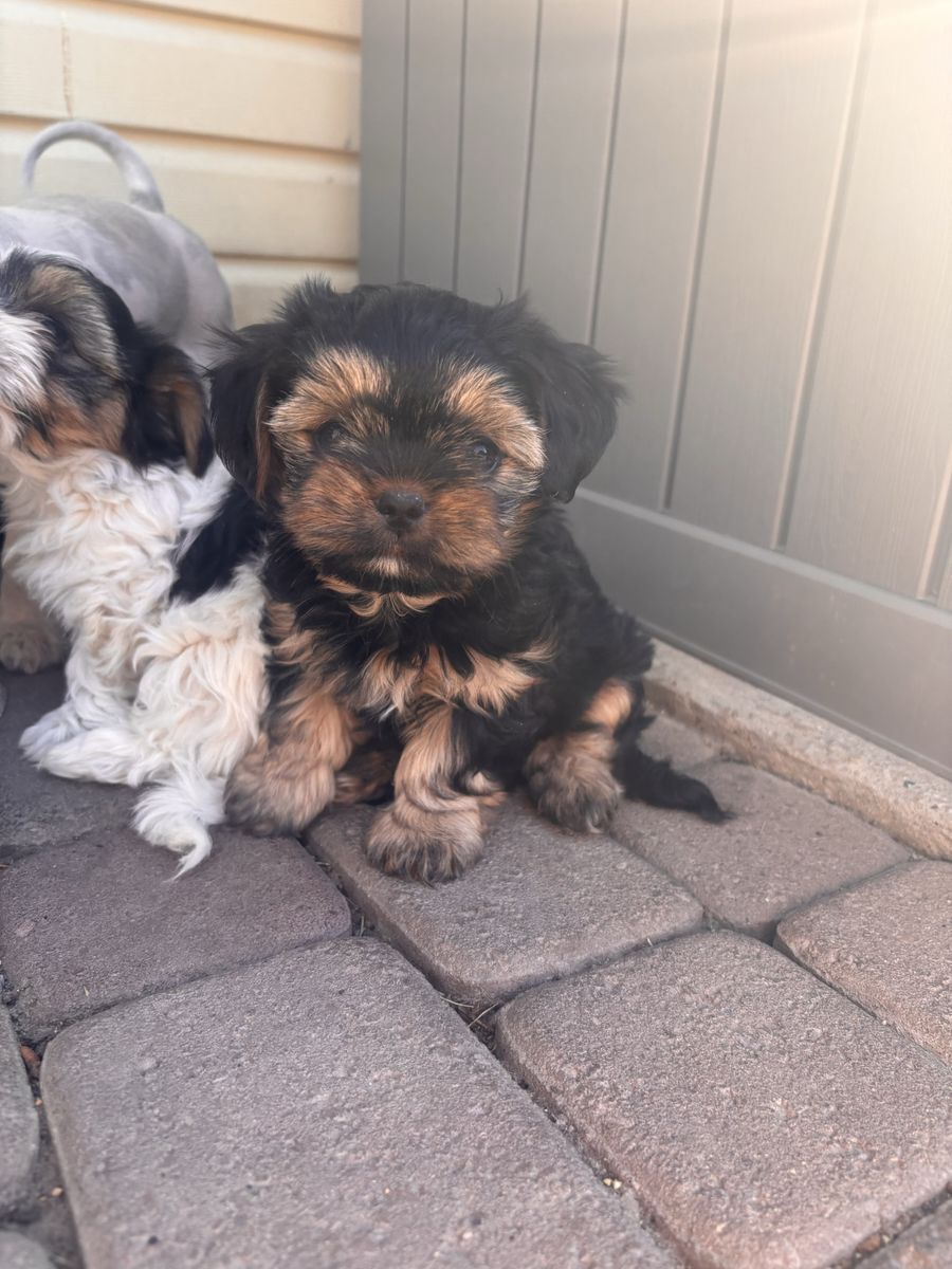 Puppies
