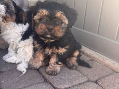 Puppies