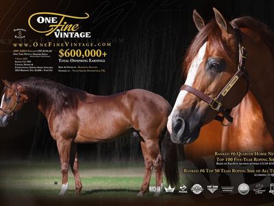 2025 AQHA gelding by One Fine Vintage