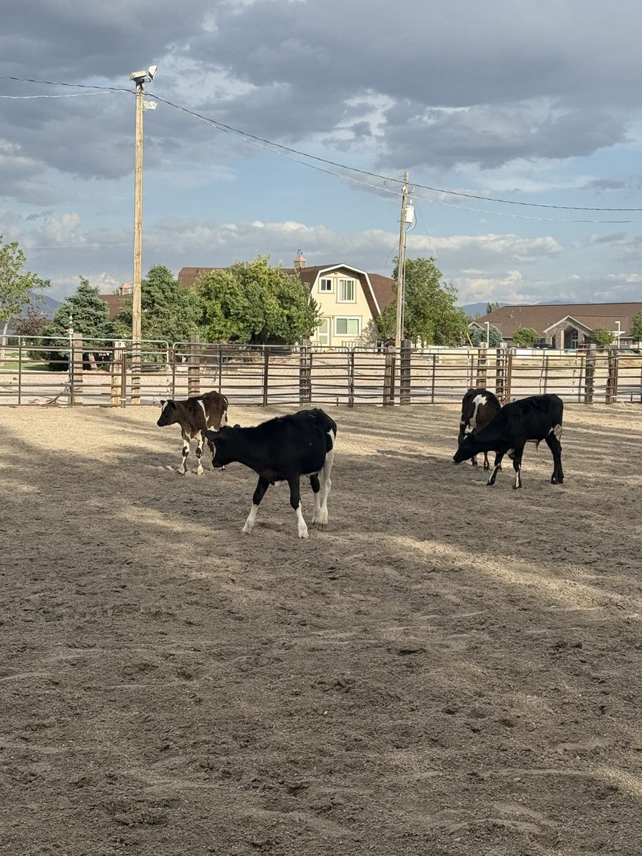 5 head breakaway calves